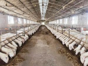 湖羊養(yǎng)殖廠房